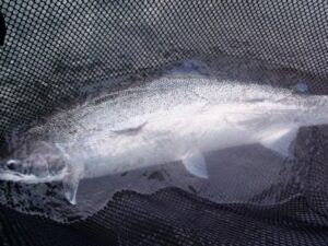 Read more about the article Steelhead of a lifetime