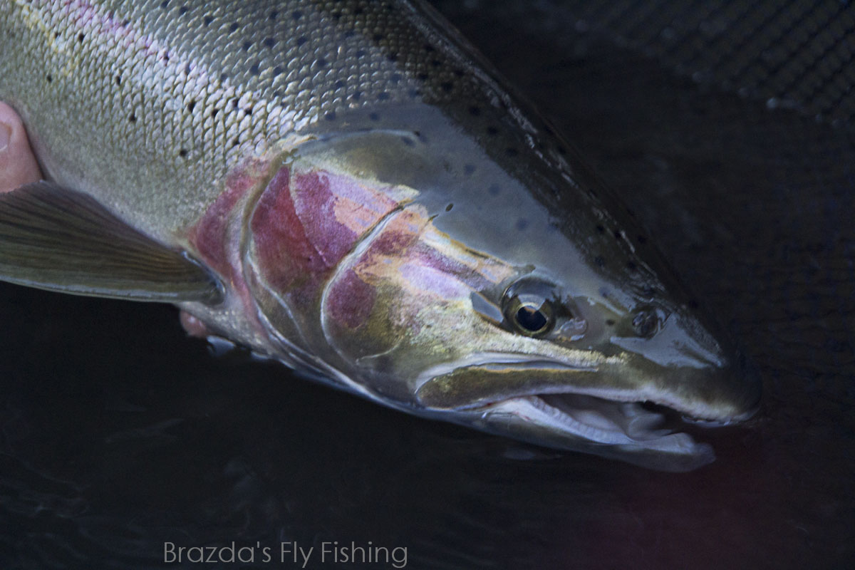 Saving Wild Steelhead and Sportfishing - Brazda's Fly Fishing