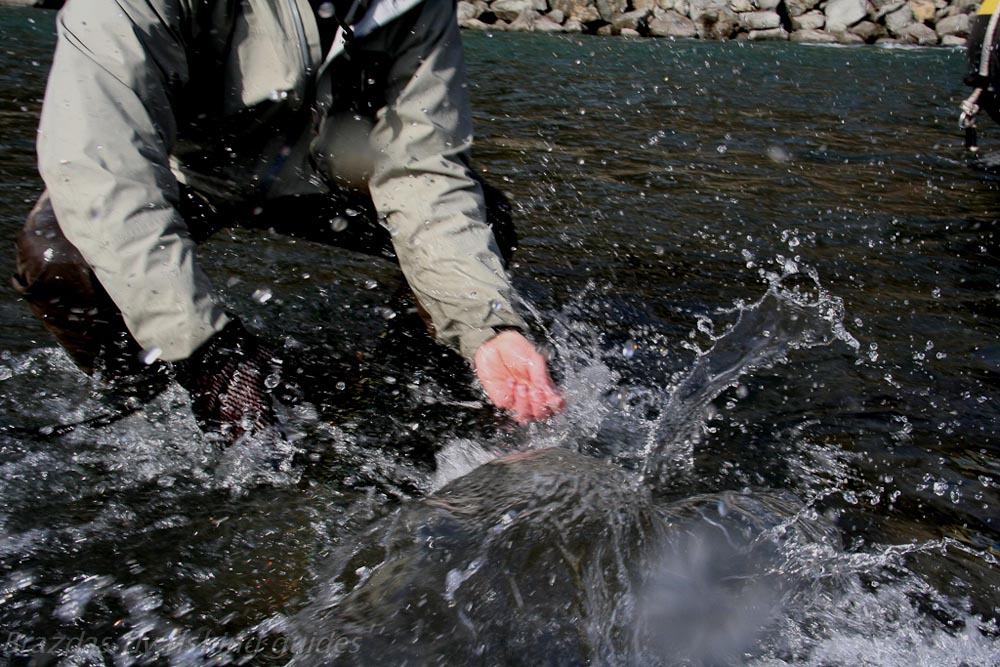 steelhead exploding and busting away